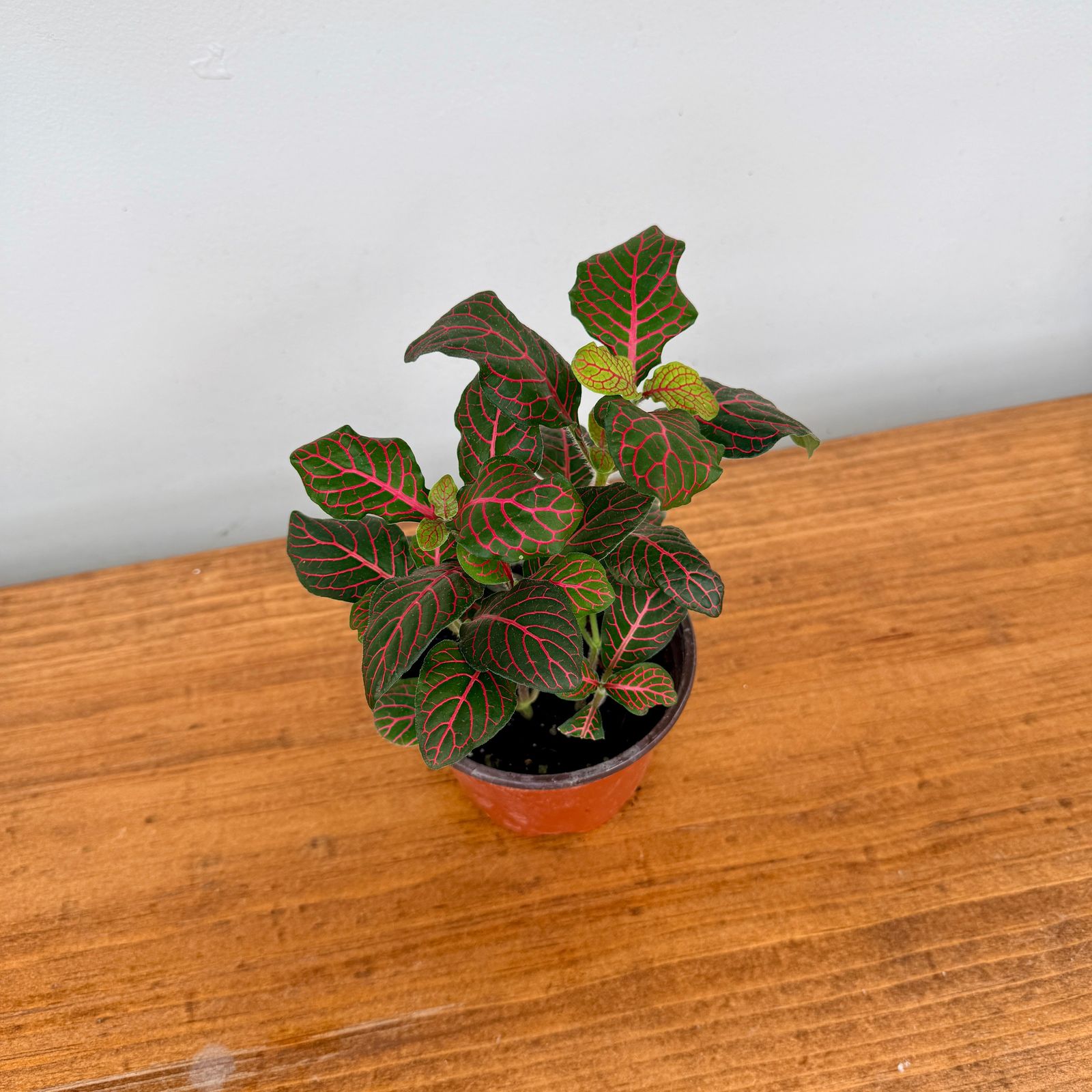 Fittonia ‘Nerve Plant’ (Fittonia albivenis) – 4" Pot - Red