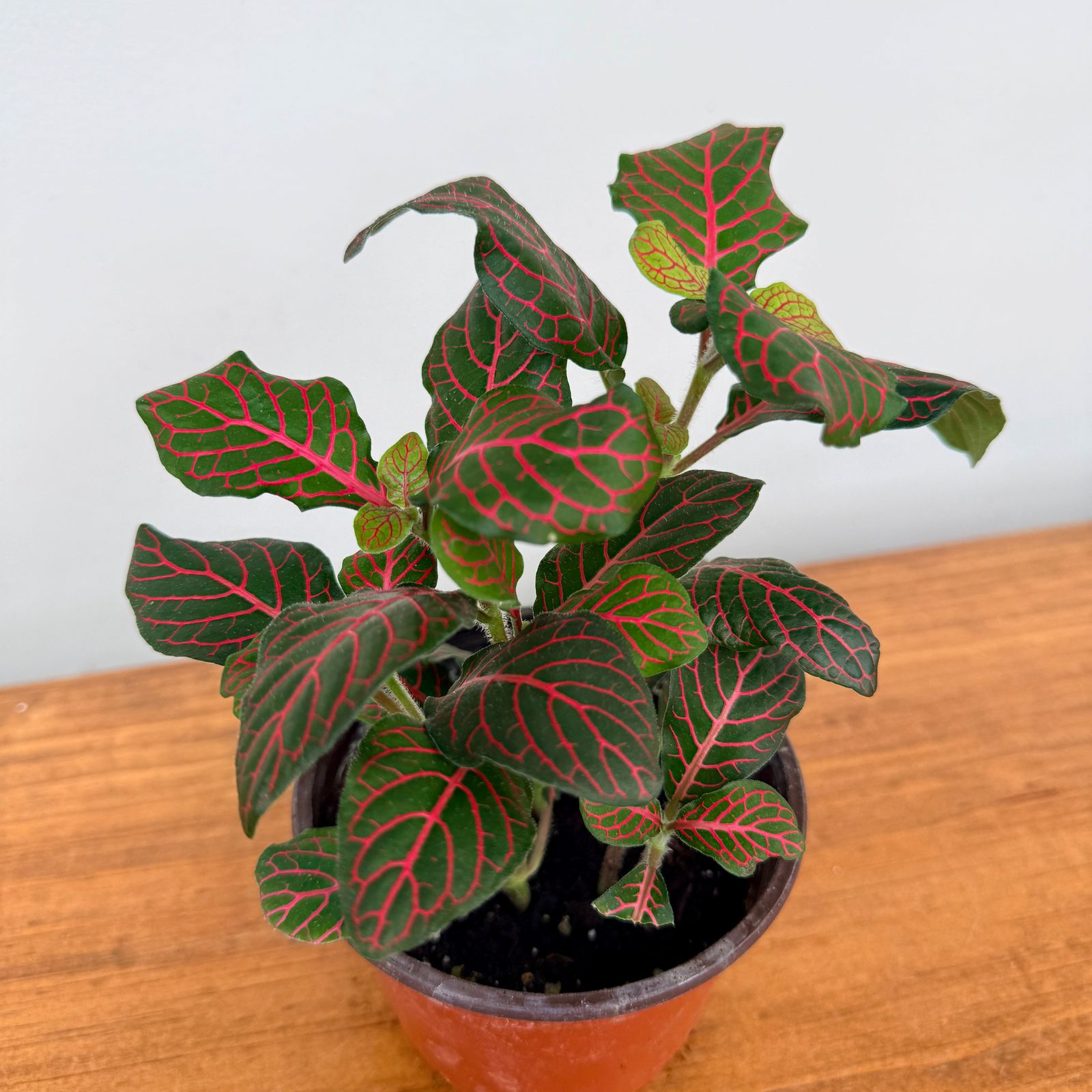 Fittonia ‘Nerve Plant’ (Fittonia albivenis) – 4" Pot - Red