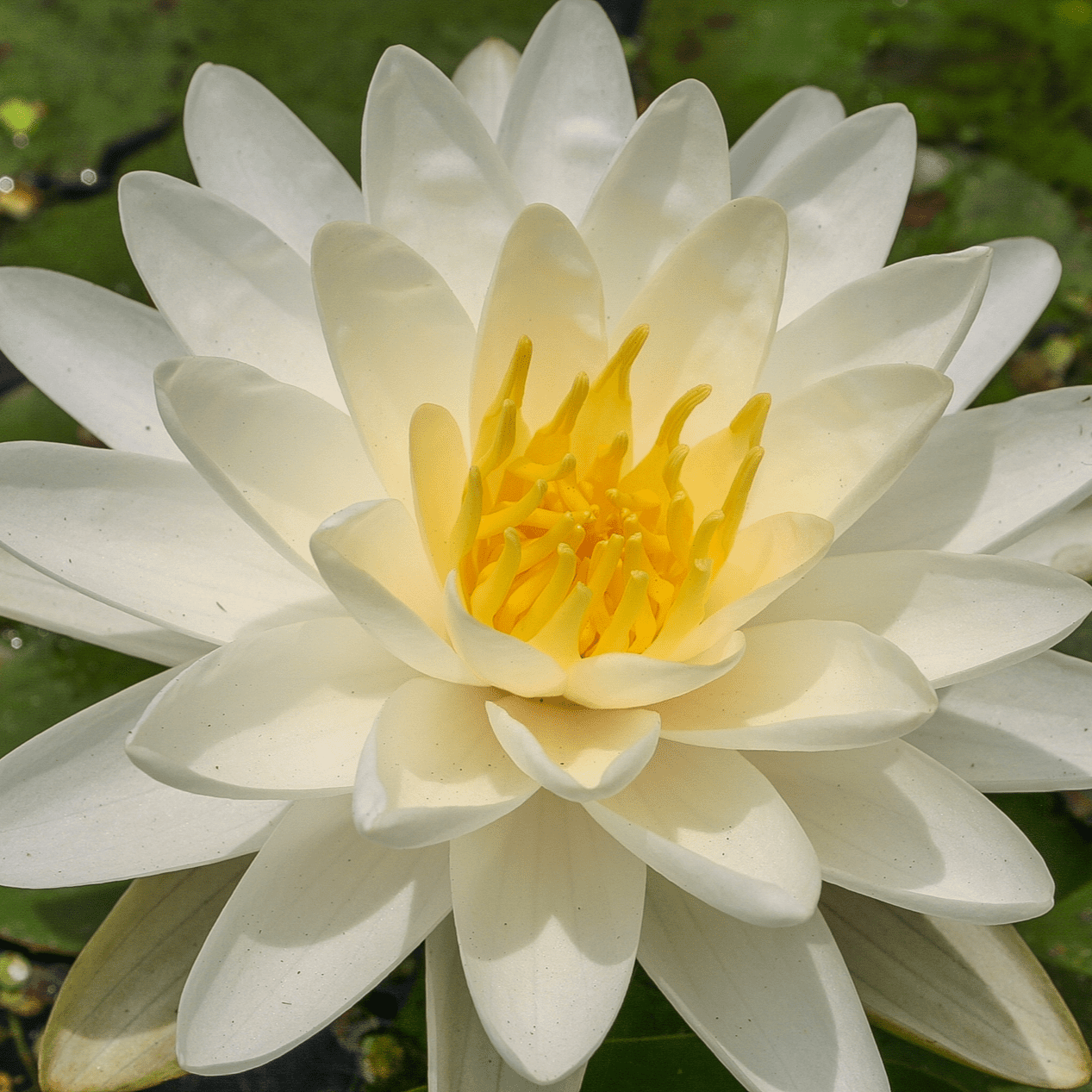 Hardy Water Lily Yellow 'Denver' (Nymphaea 'Denver') - 8" Pot
