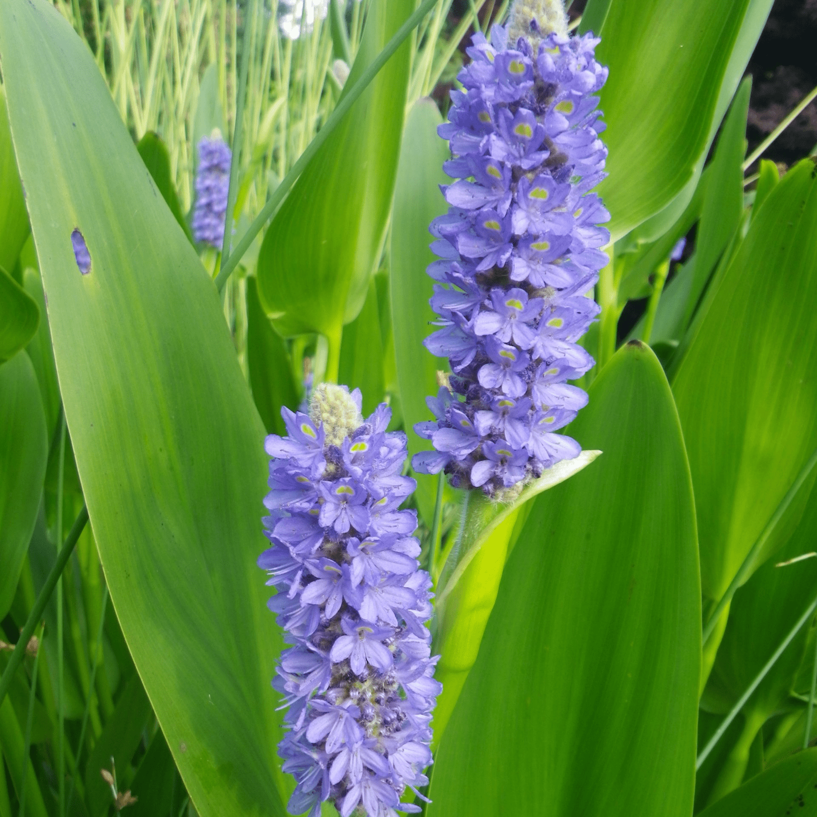 Pickerel Rush (Pontederia cordata) - 5.5" Pot