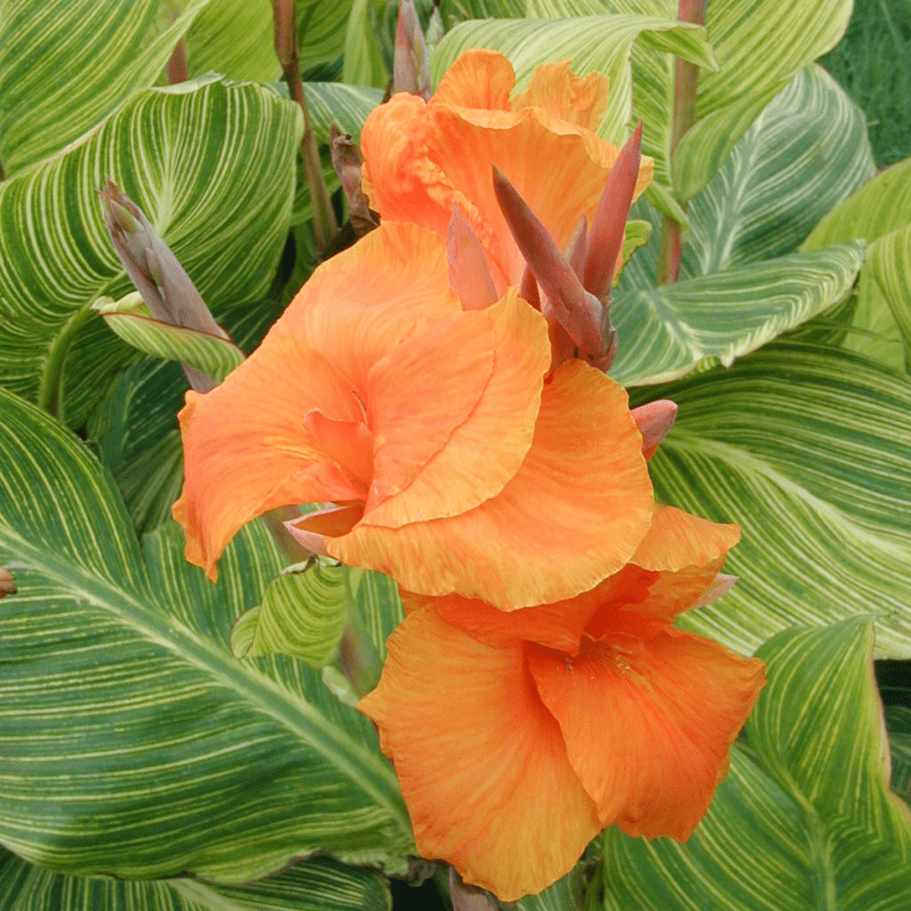 Canna 'Bengal Tiger' (Canna sp. 'Bengal Tiger') - 5.5" Pot