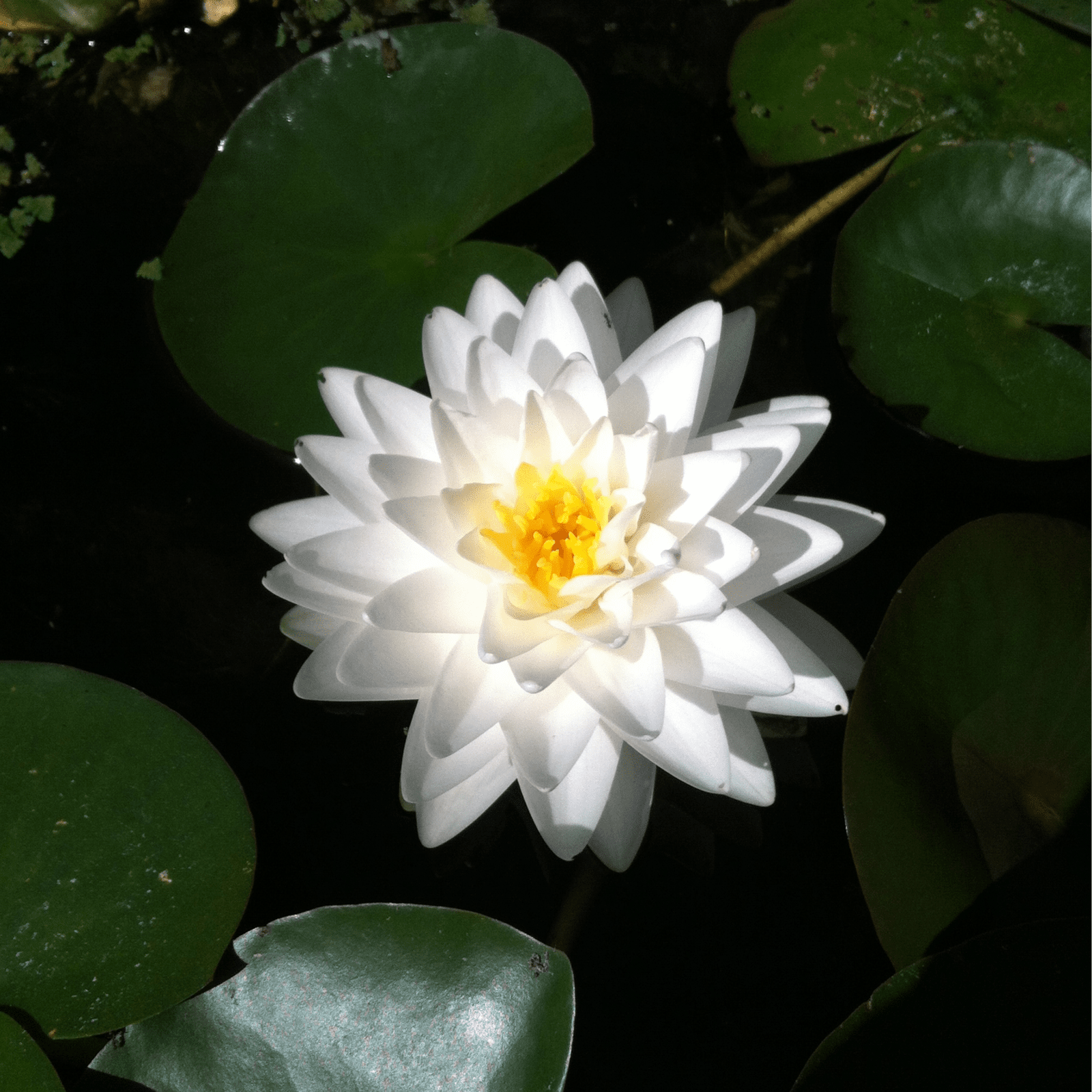 Hardy Water Lily White 'Hal Miller' (Nymphaea ' Hal Miller') - 8" Pot