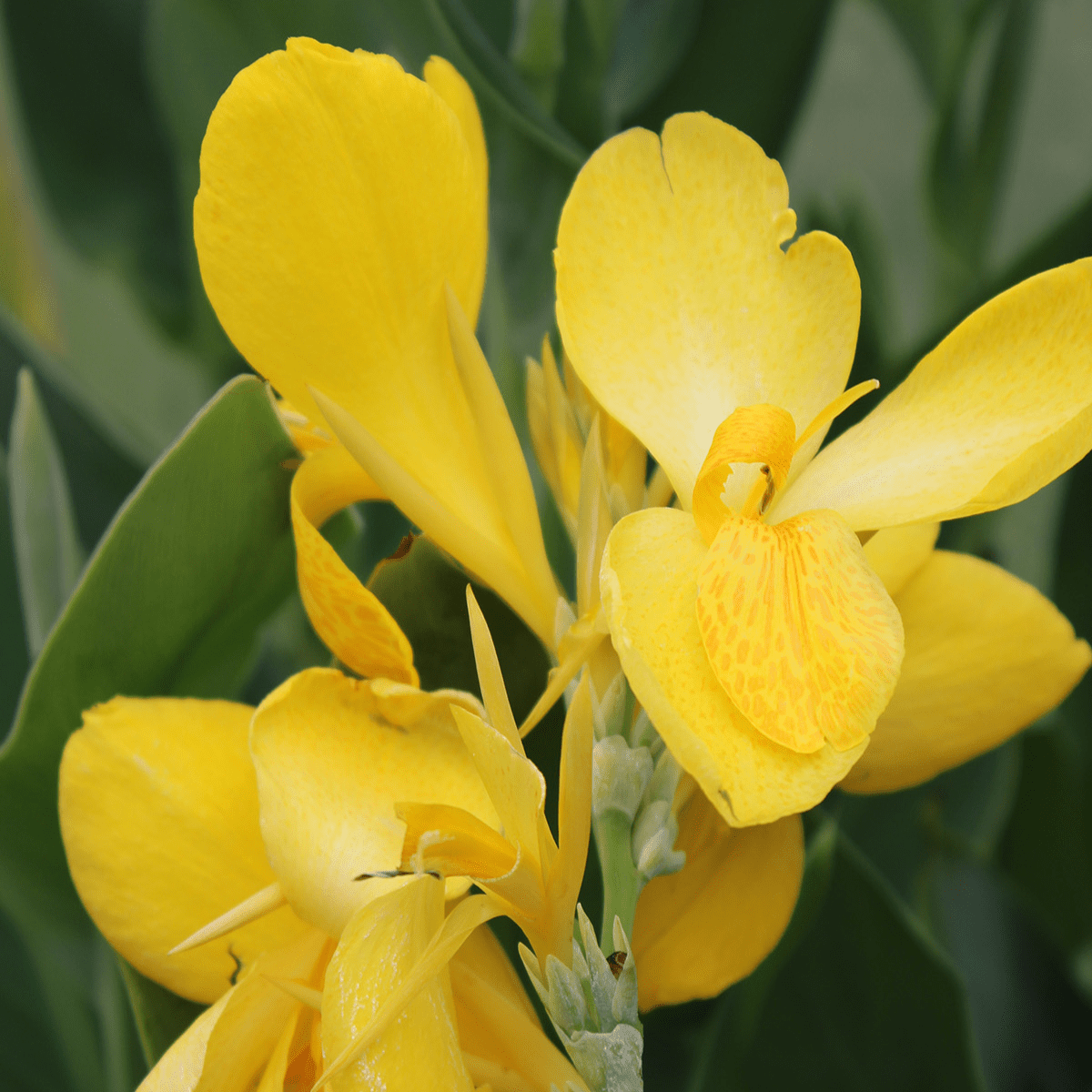 Canna 'Lemon Punch' (Canna sp. 'Lemon Punch') - 5.5" Pot