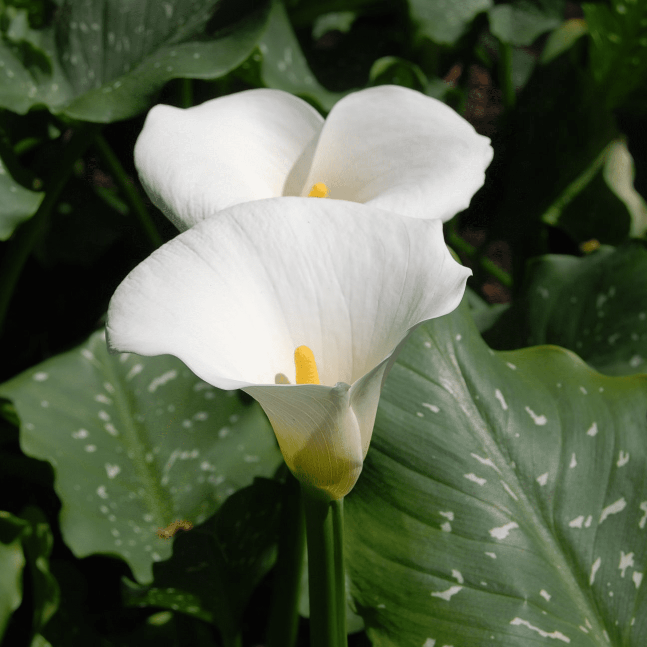 Calla Lily 'White Giant' (Zantedeschia aethiopica) - 10" Pot