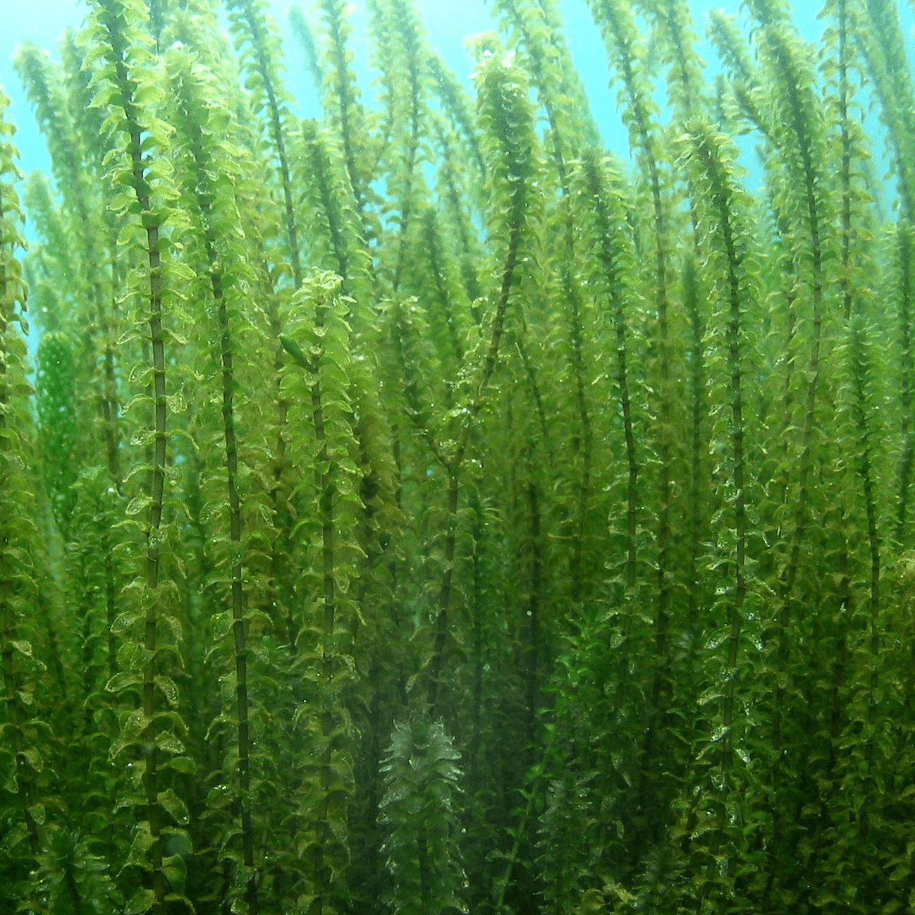 Canadian Pondweed (Elodea canadensis) - Bag