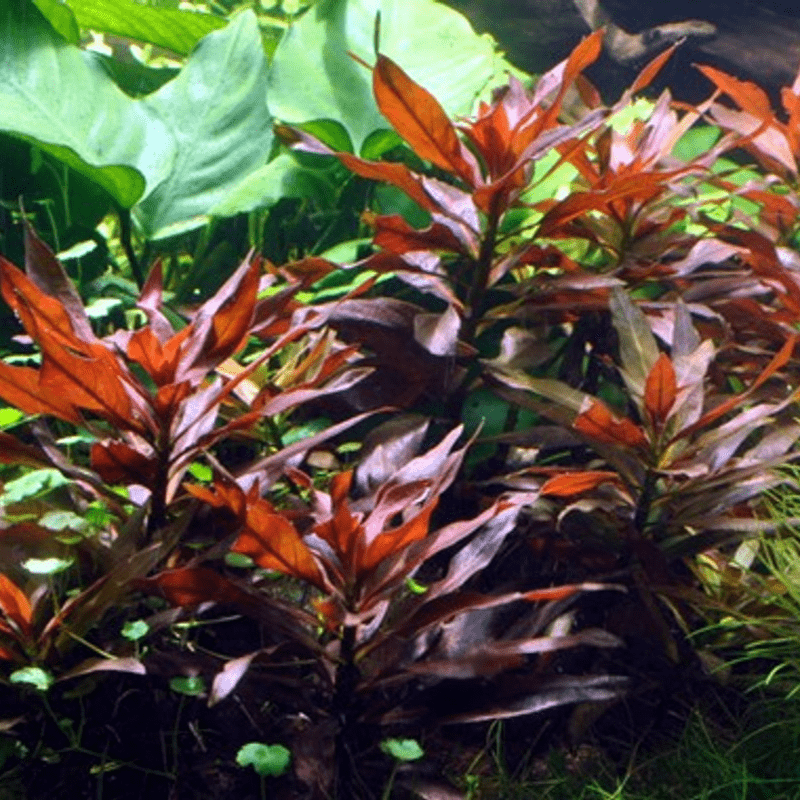 Water Primrose (Ludwigia repens) - Bunch