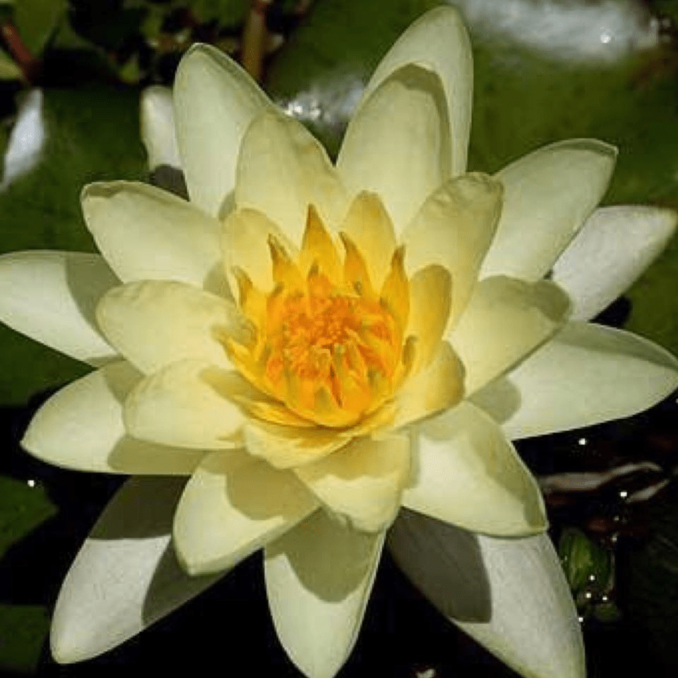 Hardy Water Lily Yellow 'Moorei' (Nymphaea 'Moorei') - 8" Pot